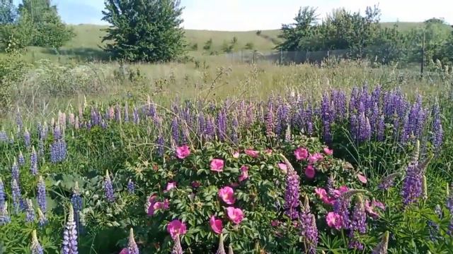 Летний оркестр Школы Гармонии Отношений. Summer Orchestra Of The School Of Harmony Of Relationships