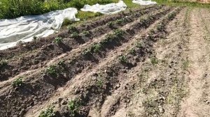Сцепка прицепа с мотоблоком МТЗ. Овес для коз.Заморозки.Козы.