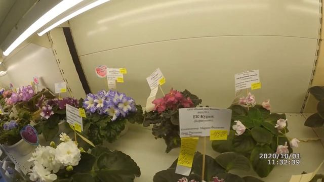 Осенняя выставка в Доме Фиалки смотреть онлайн