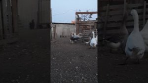 Жесткий бой гусей