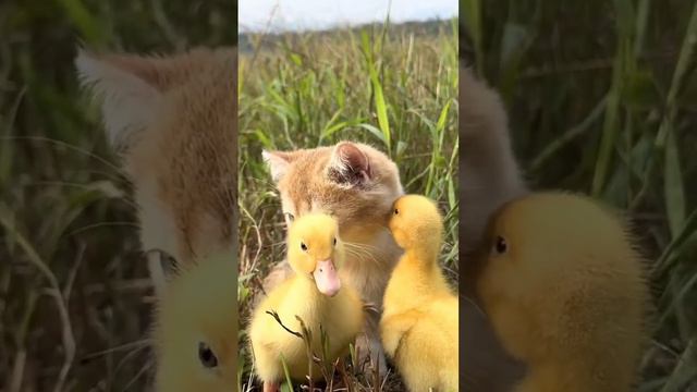 Aaaaaaw ducklings with an adorable kitten 😍 in a meadow смотреть онлайн