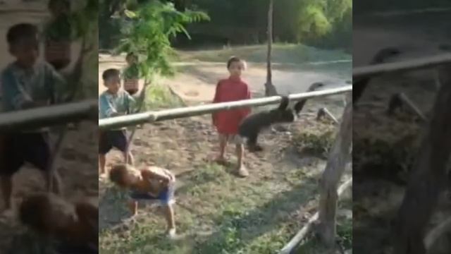 #Gibbons World #...Best Acrobatics & Swing From Gibbons@ Linka Studio Channel