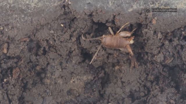 Сверчок из муравейника. Как вместе жить и дружить с муравьями. Муравьелюбы // Clever Cricket смотреть онлайн