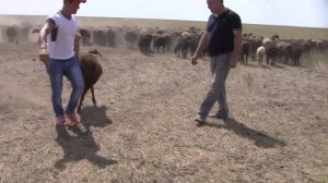 ООО Волгоград Эдильбай. Овцематки с ягнятами