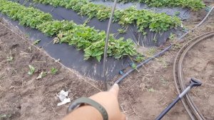 Балаганы для клубники. Начинаем установку.