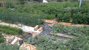 Красивый огород по методу Митлайдера..mp4