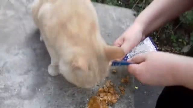Кормлю уличного кота смотреть онлайн