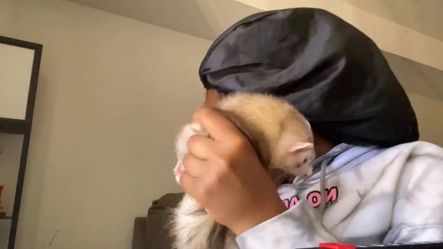 Getting a ferret ! +Ferret update смотреть онлайн