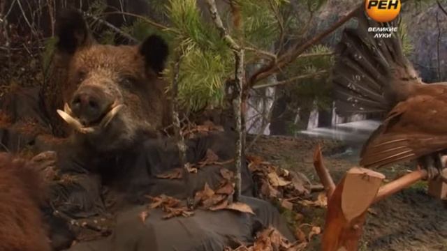 Животный мир нашего края смотреть онлайн