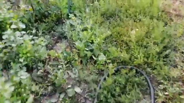 большие огурцы смотреть онлайн