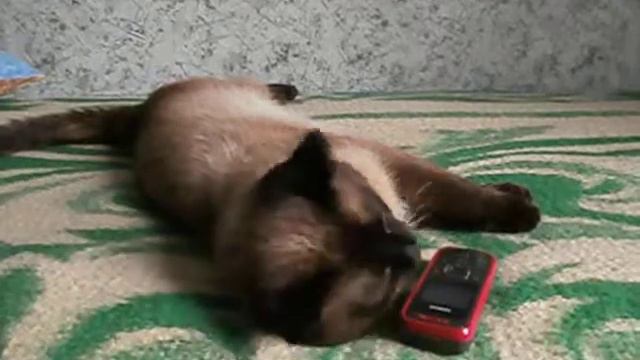 Котэ разбудили телефонным звонком смотреть онлайн