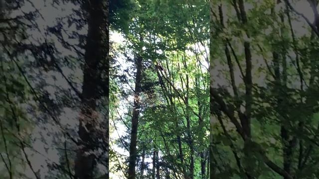 The World of Animal Crossing: A Deer's Journey Day 12 | SONY | CX405 смотреть онлайн