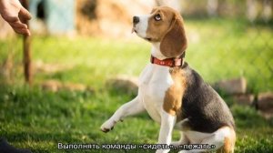 Дрессировка бигля: как воспитать в домашних условиях