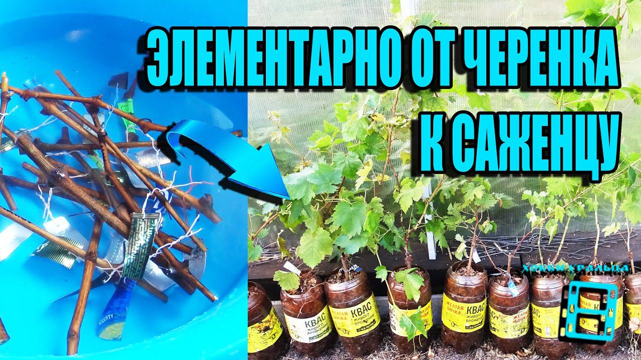 ОТ ЧЕРЕНКА К САЖЕНЦУ РЕДКИХ ГИБРИДНЫХ ФОРМ И СОРТОВ ВИНОГРАДА. СЕВЕРНЫЙ ВИНОГРАДНИК 17-21 смотреть онлайн