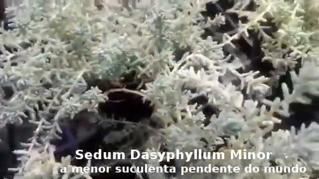 Sedum Dasyphyllum Minor
