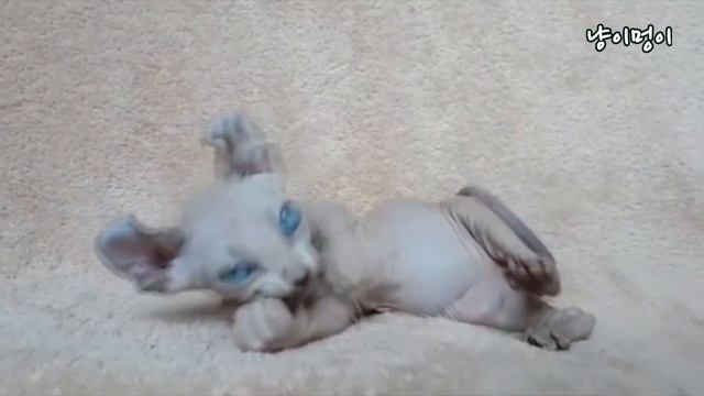 Lovely Sphynx Cat Compilation : Сфинкс смотреть онлайн