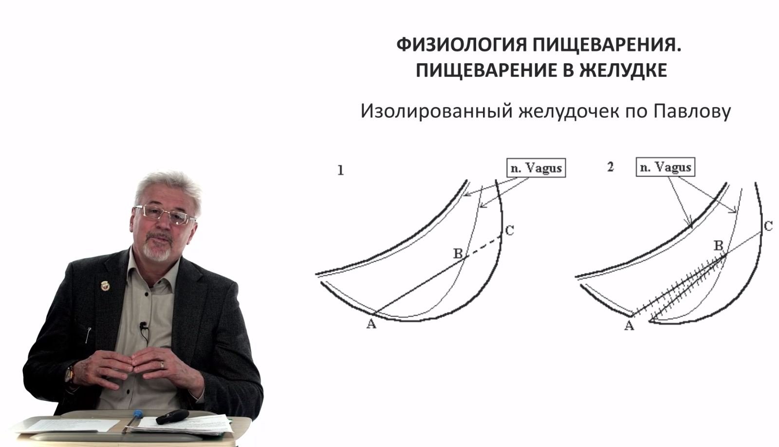 Евсеев А.В. Нормальная физиология. Лекция №25. Пищеварение в желудке. 2024