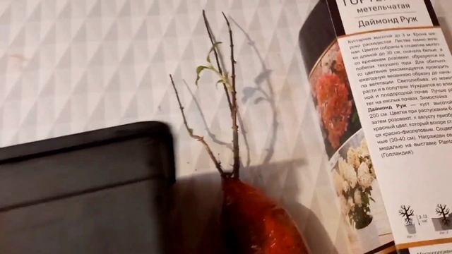 Саженец гортензии.Как сохраняю в феврале. смотреть онлайн