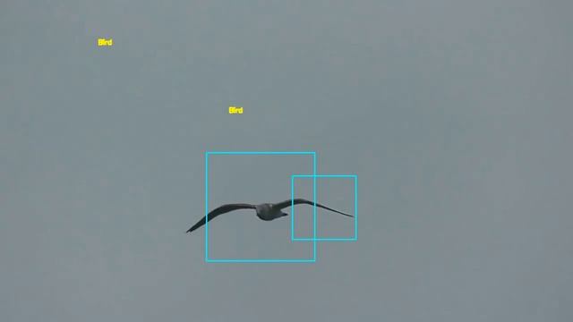 How to Build a Real-Time Bird Detection System with OpenCV смотреть онлайн
