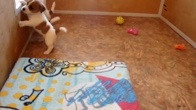 Jack Rissell Terrier Puppies from kennel HEAVENLY BLESSING - 20150319 3 смотреть онлайн