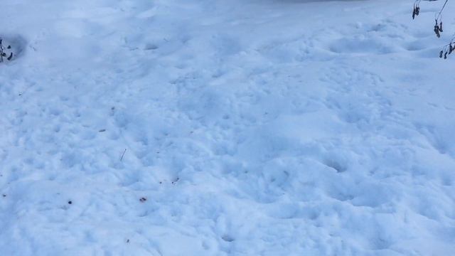 🌊950❄️Морозный день ❄️ Январские картинки❄️ смотреть онлайн