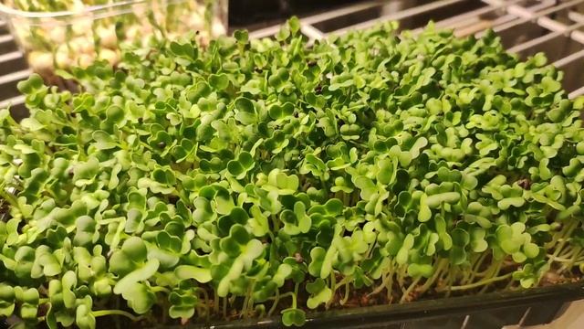 Микрозелень красного РЕДИСА / Ред Корал, Чайна Роуз / +бонус смотреть онлайн