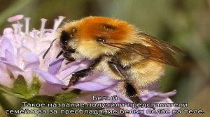 Виды шмелей