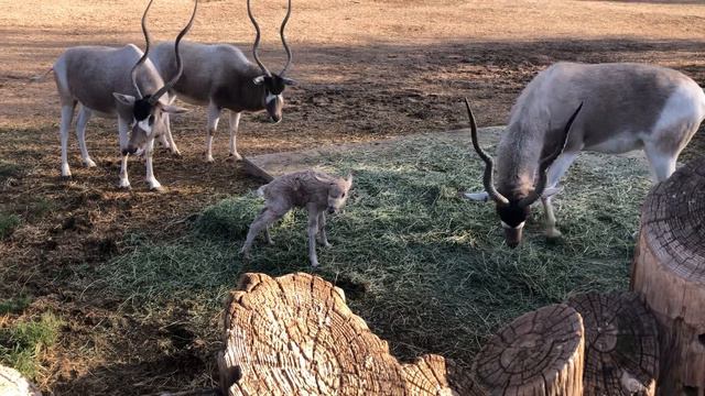 Baby Addak Antelope born today at Wildlofe World Zoo смотреть онлайн