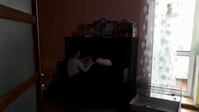 Учим кролика считать смотреть онлайн