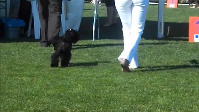 CACIB 18.08.12."BLATIK WINNER 2012".BLACK MINIATURE SHNAUZERS PUPPIES,JUNIORS,VETERANS.wmv смотреть онлайн