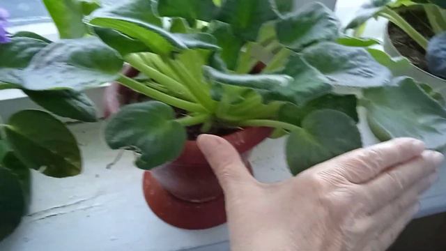 Цветульки у моей мамульки:фиалки, декабрист зацветает🌺 смотреть онлайн