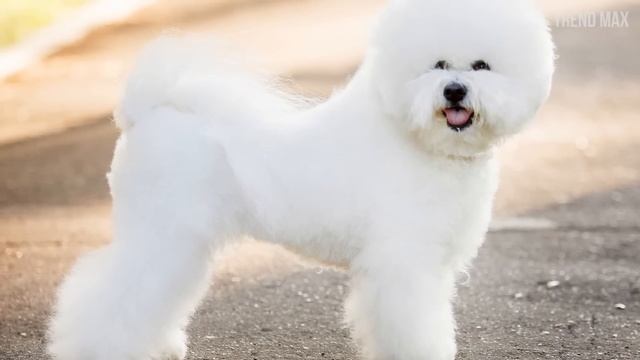 THE CUTEST DOG BREEDS In The World смотреть онлайн