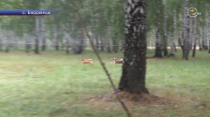 Полевые испытания для охотничьих лаек