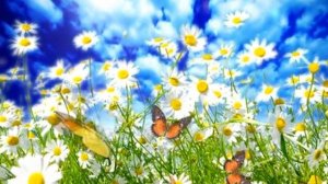 Бабочки видео скачать бесплатно. Футаж бабочки