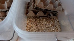 Ч. 1 Мраморные тараканы / Разведение / Содержание / Размножение