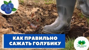 КАК ПРАВИЛЬНО ПОСАДИТЬ ГОЛУБИКУ? ?Весенняя посадка ГОЛУБИКИ «С НУЛЯ». Смотрим!