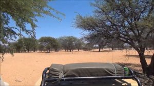 Охота на льва в Калахари c Tokkroos Safari