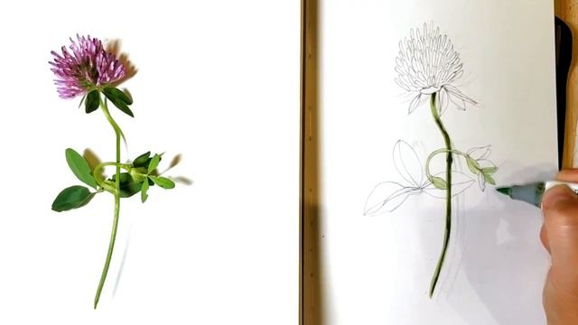 Скетчинг маркерами для начинающих Как нарисовать цветок клевер Sketching markers смотреть онлайн