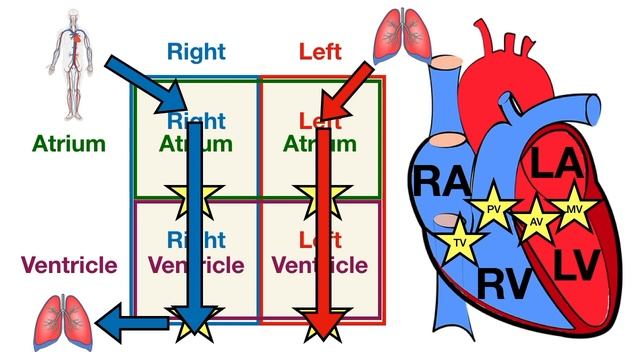 Anatomy of the Heart: Structures and Blood Flow [Cardiology Made Easy] смотреть онлайн