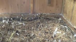 обзор курятника на 15 кур