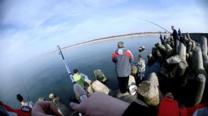 ЛОВЛЯ САЛАКИ В БАЛТИЙСКОМ МОРЕ. Рыбалка в Калининграде. Балтийск.