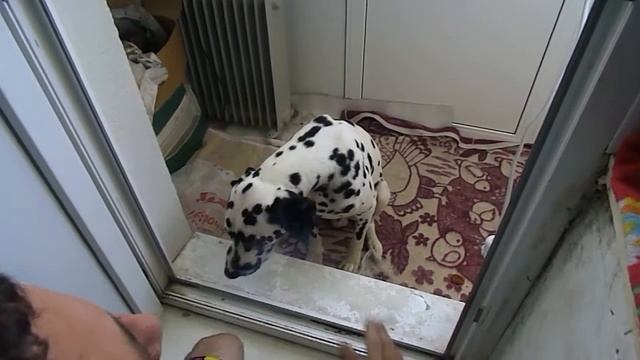 Собака-дурака не любит дым от сигарет) смотреть онлайн