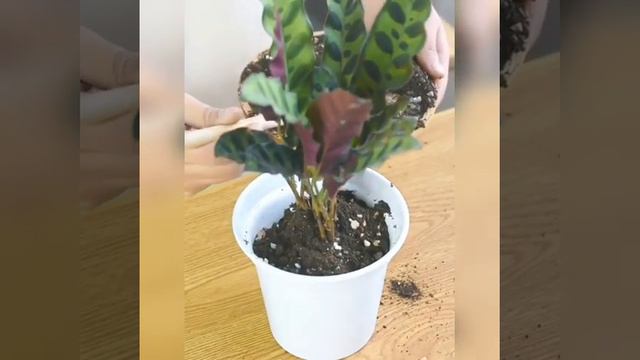 Dụng cụ làm vườn mini смотреть онлайн