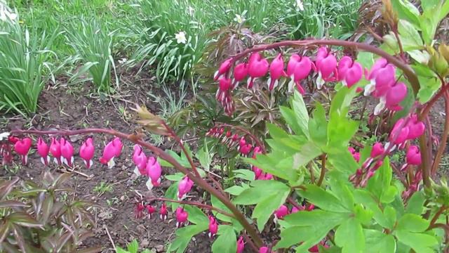 Цветок разбитое сердце или дицентра великолепная Выращиваю давно и делюсь секретами ухода