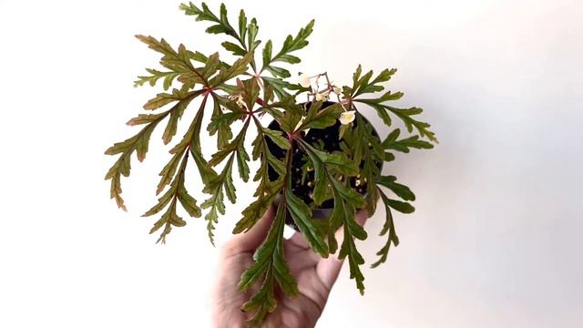 БЕГОНИЯ POLILLOENSIS [Краткий Видео Обзор Без Комментариев] смотреть онлайн