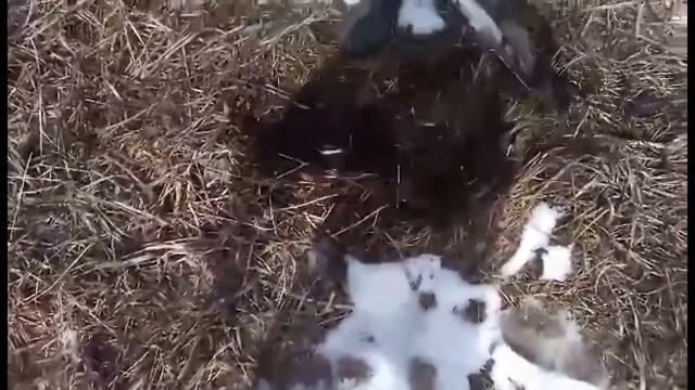 Всё украдено до нас? смотреть онлайн