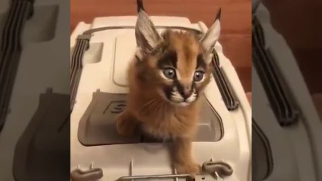 Послушайте, как мяукает котёнок каракала