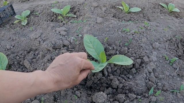Начинаем новый сезон 2022! Выращивание табака на огороде! смотреть онлайн