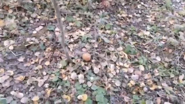 Ходила в лес за опятами))