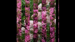 КЛАРКИЯ  (CLARKIA)  сем. Кипрейные